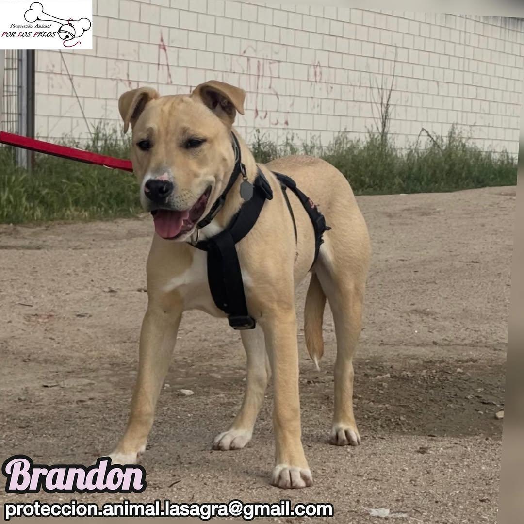 Brandon (8/8)
