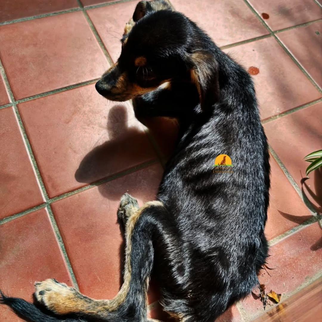 Huesitos (1/4)