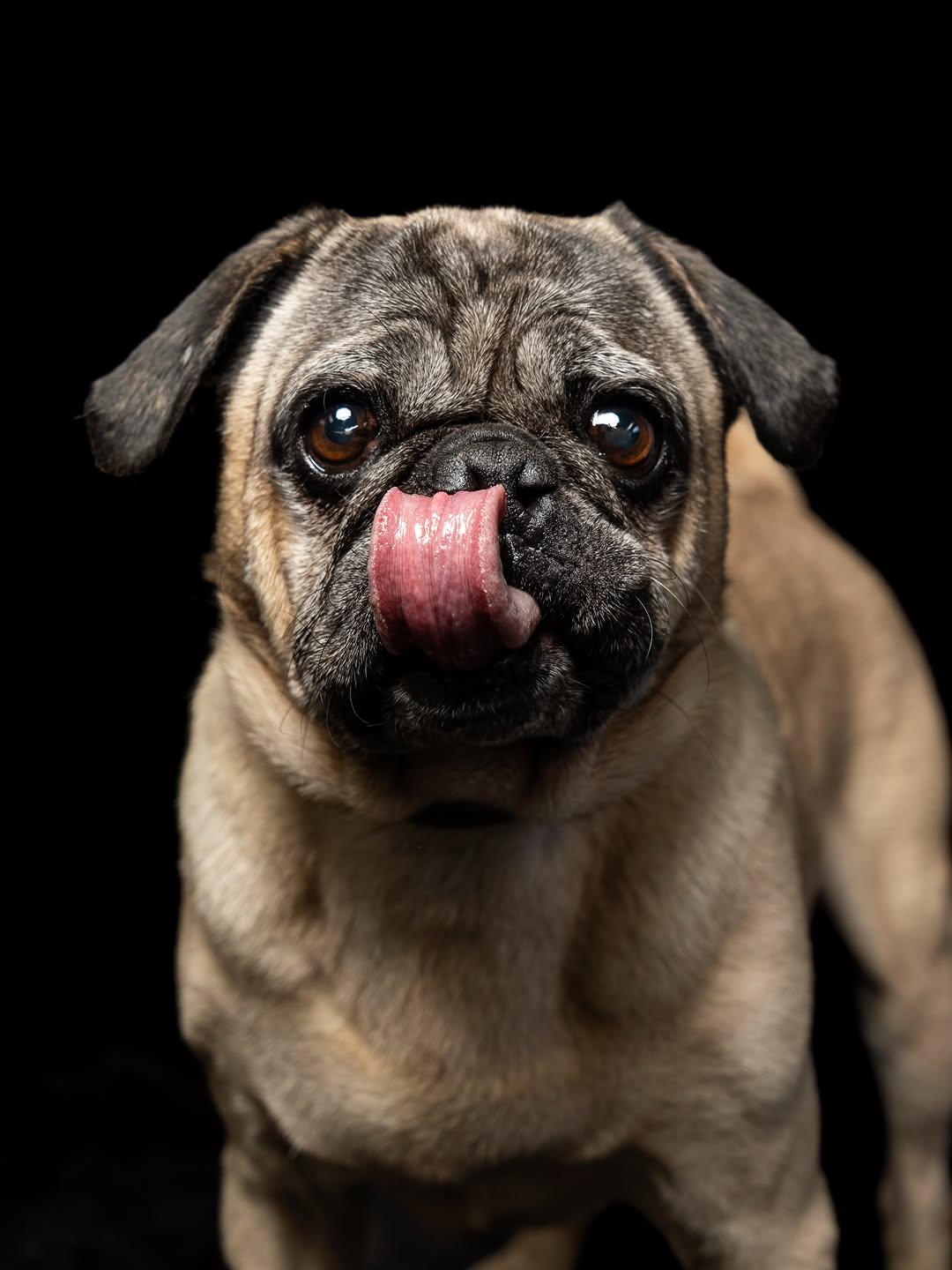 Bruno, Pepino (3/6)