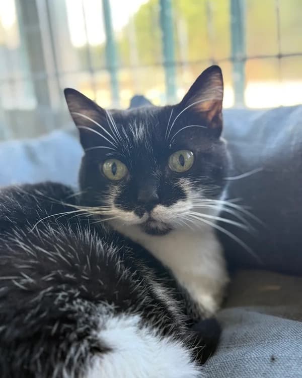 Mimosita (5/5)