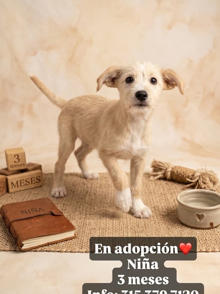 3 animalitos (2/3)