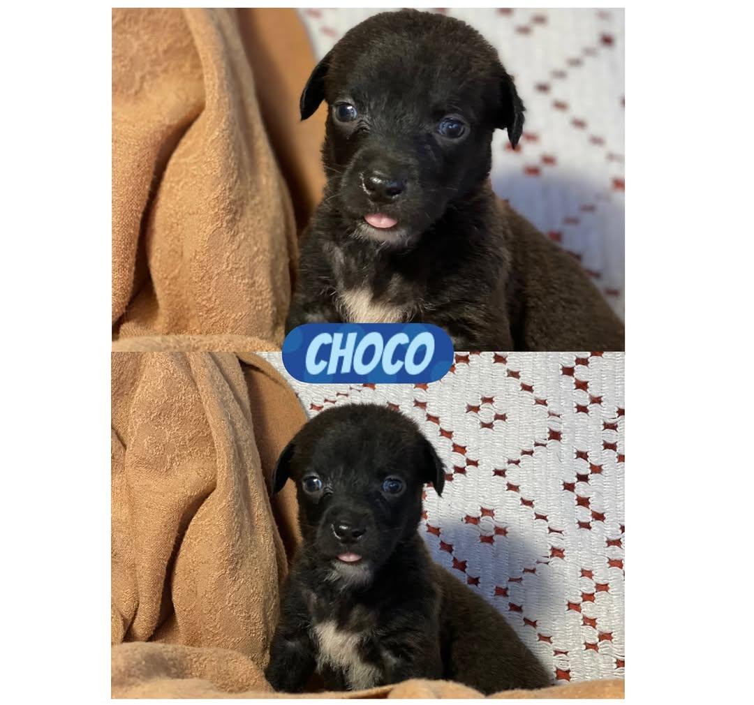 Choco, Oreo, Trufa +1 (3/4)