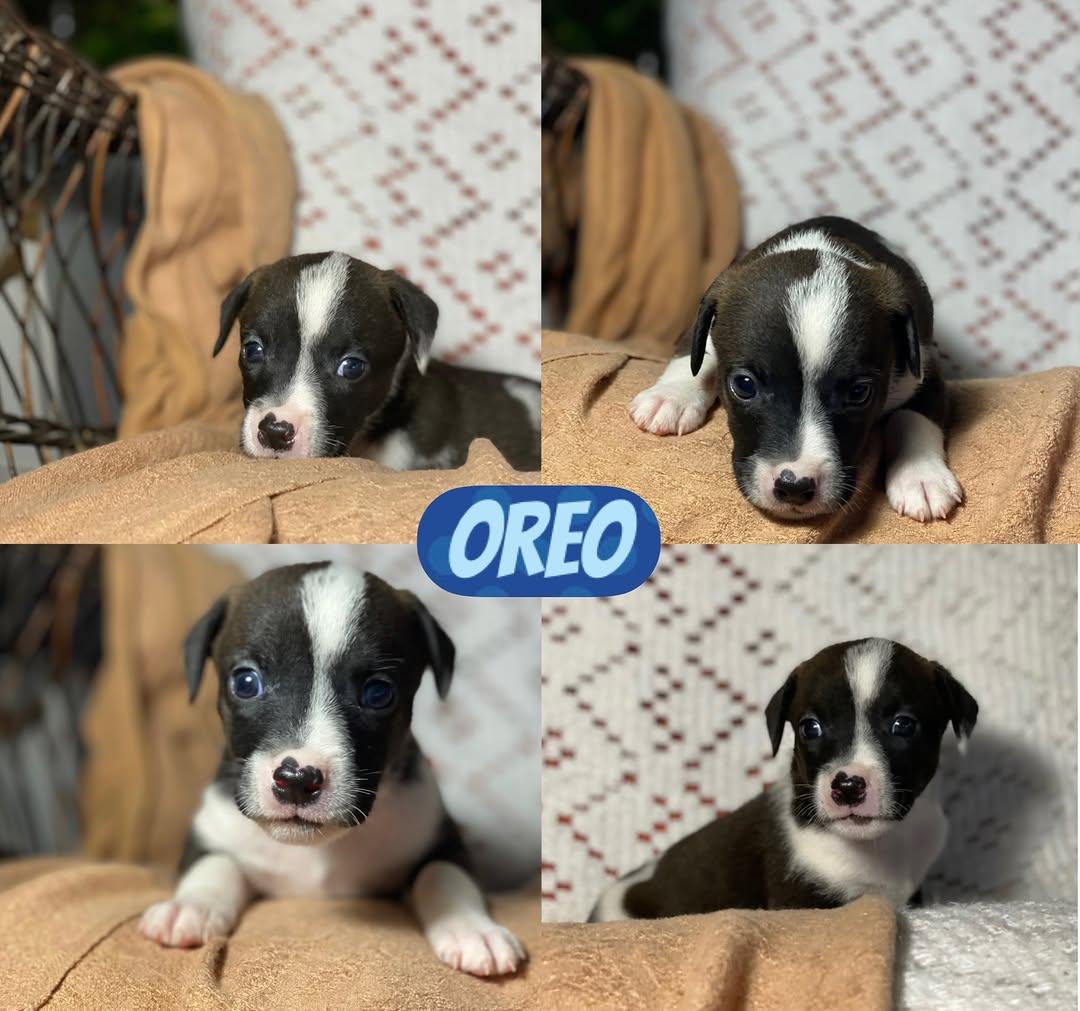 Choco, Oreo, Trufa +1 (4/4)