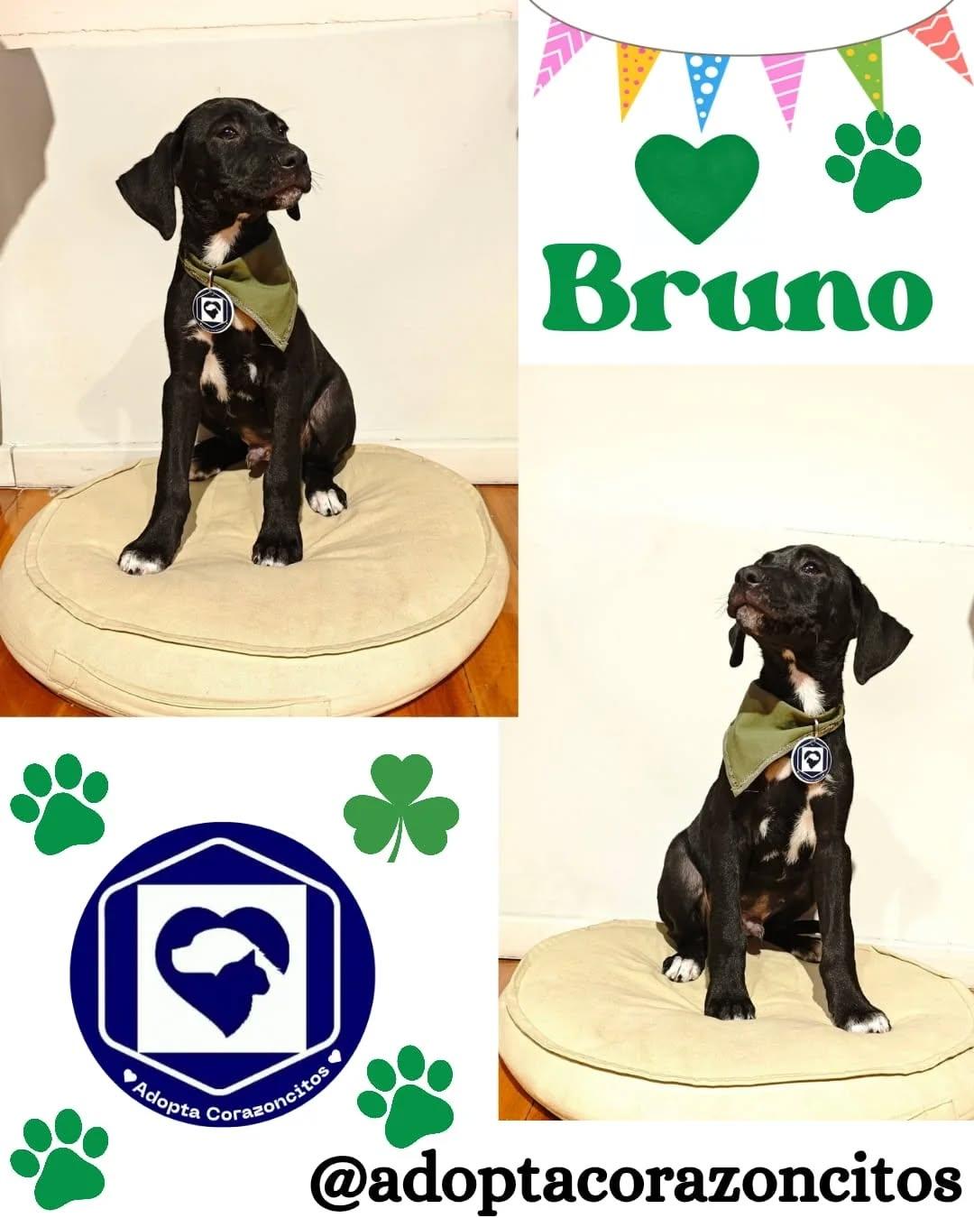 Bruno, Nico (2/2)