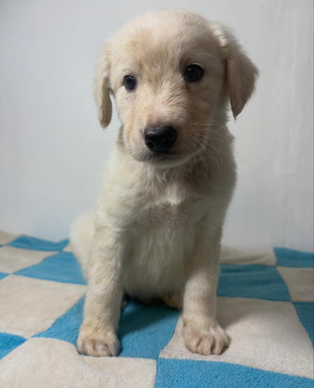 Osito (6/7)