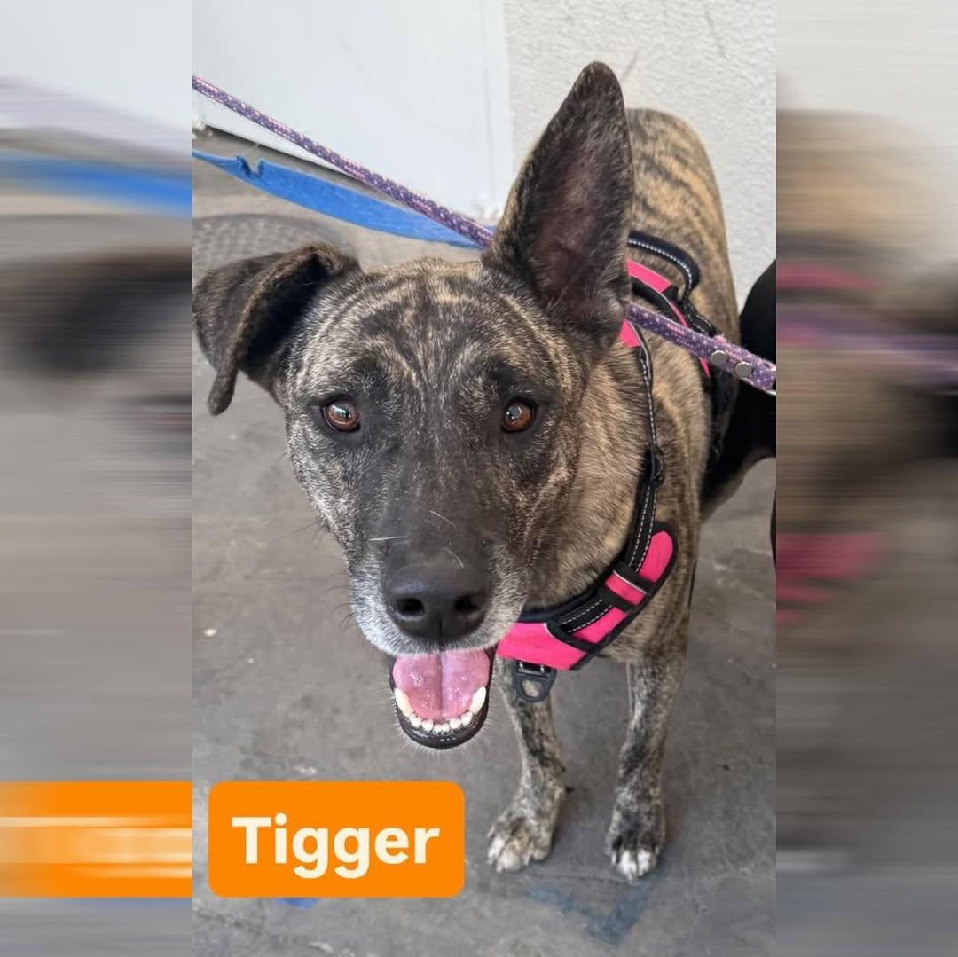 Tigger
