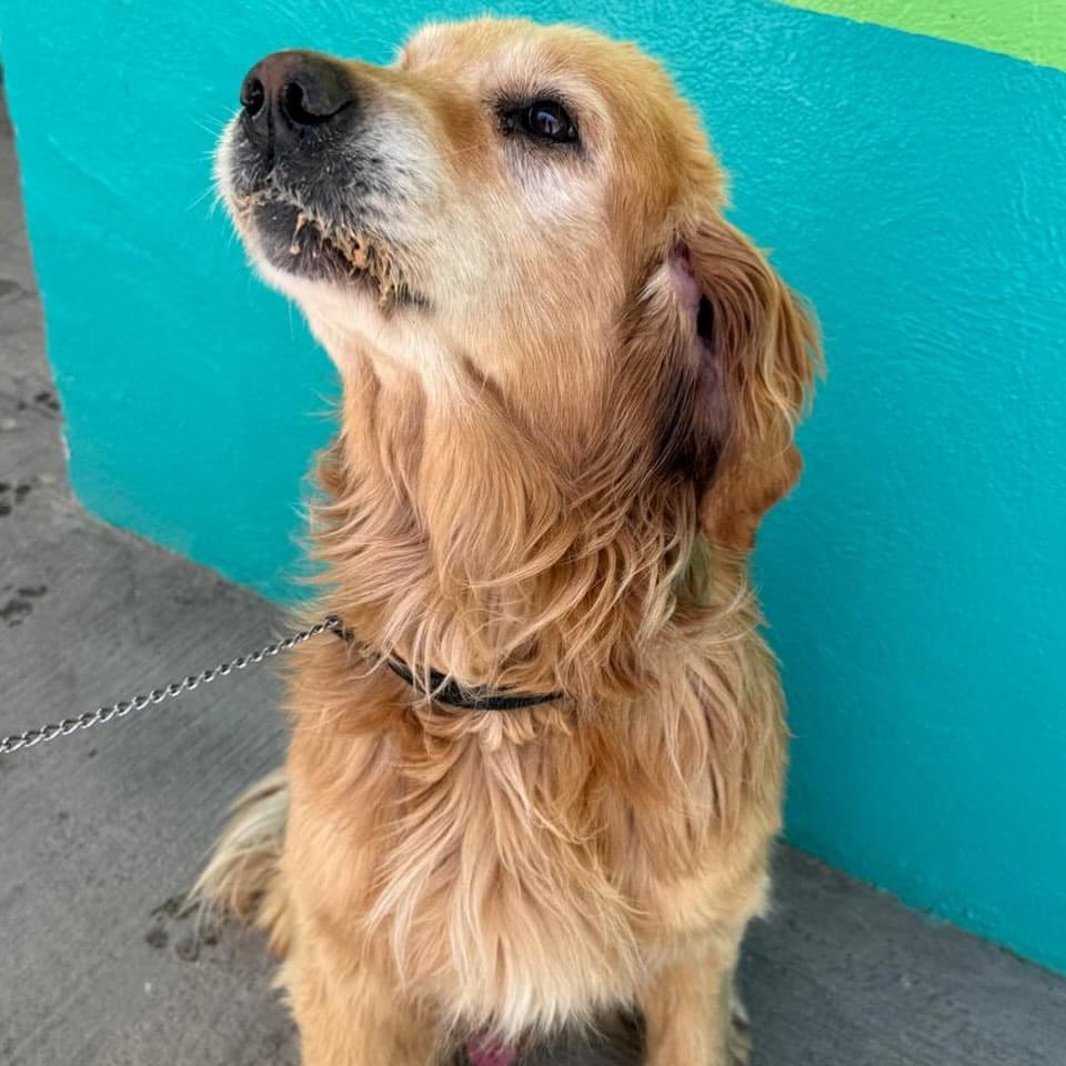 Kalapi (6/11)