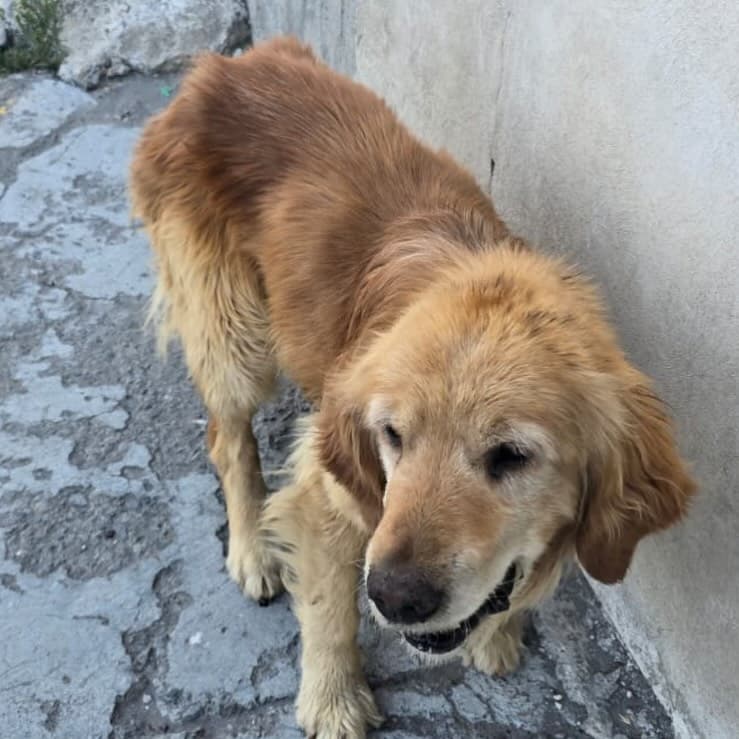 Kalapi (9/11)