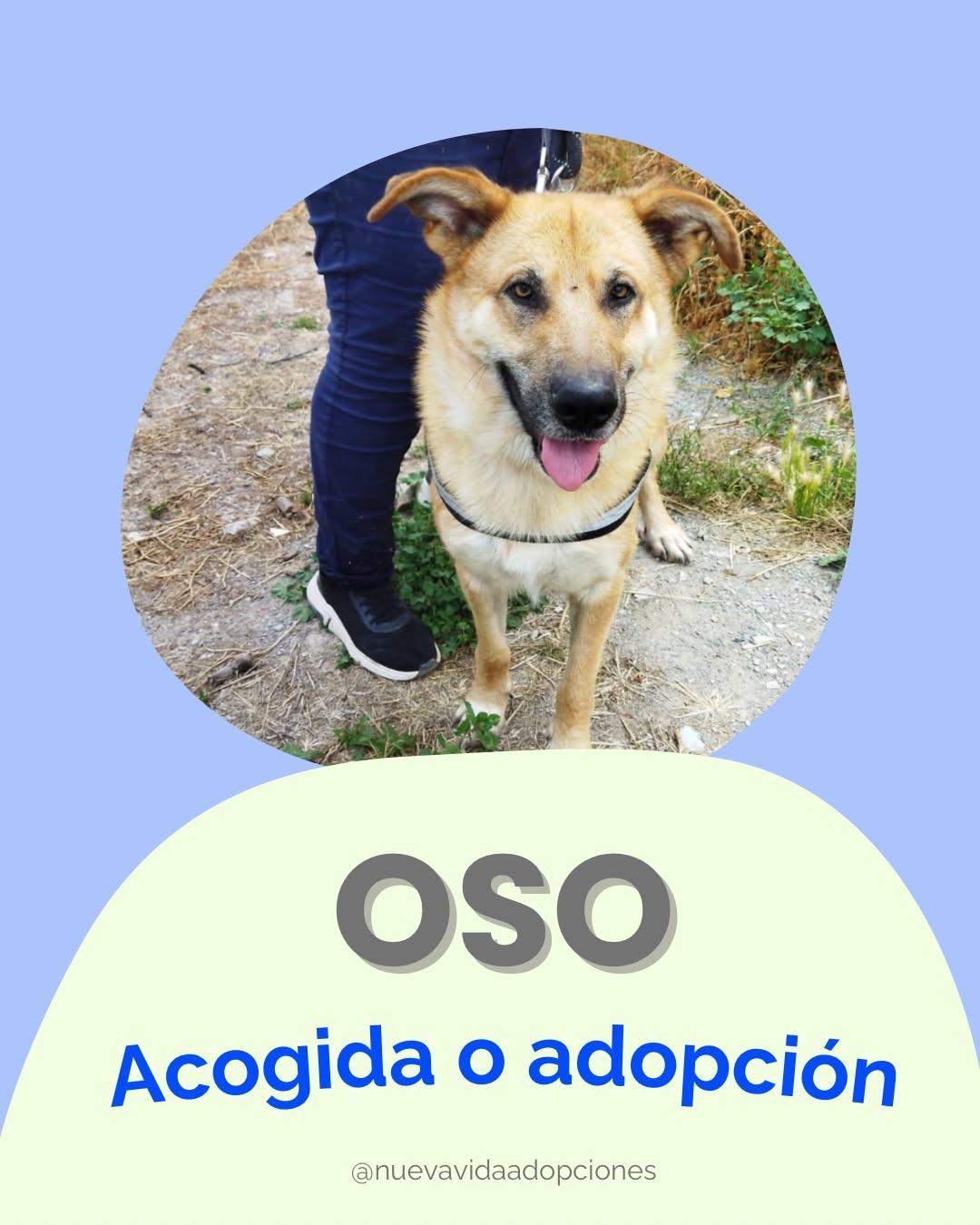 OSO MELOSO (1/3)