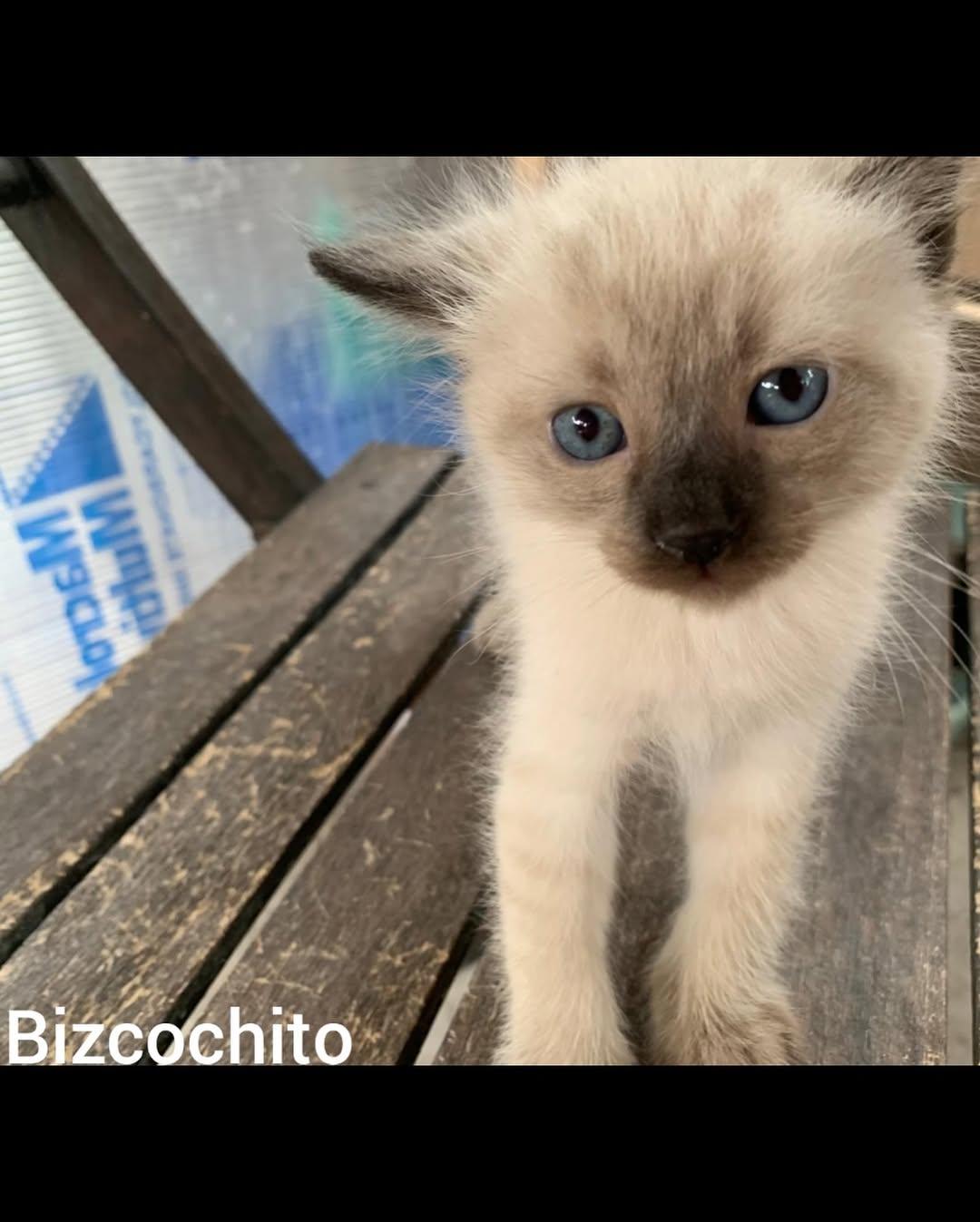 BICHIN, BIZCOCHITO (5/7)