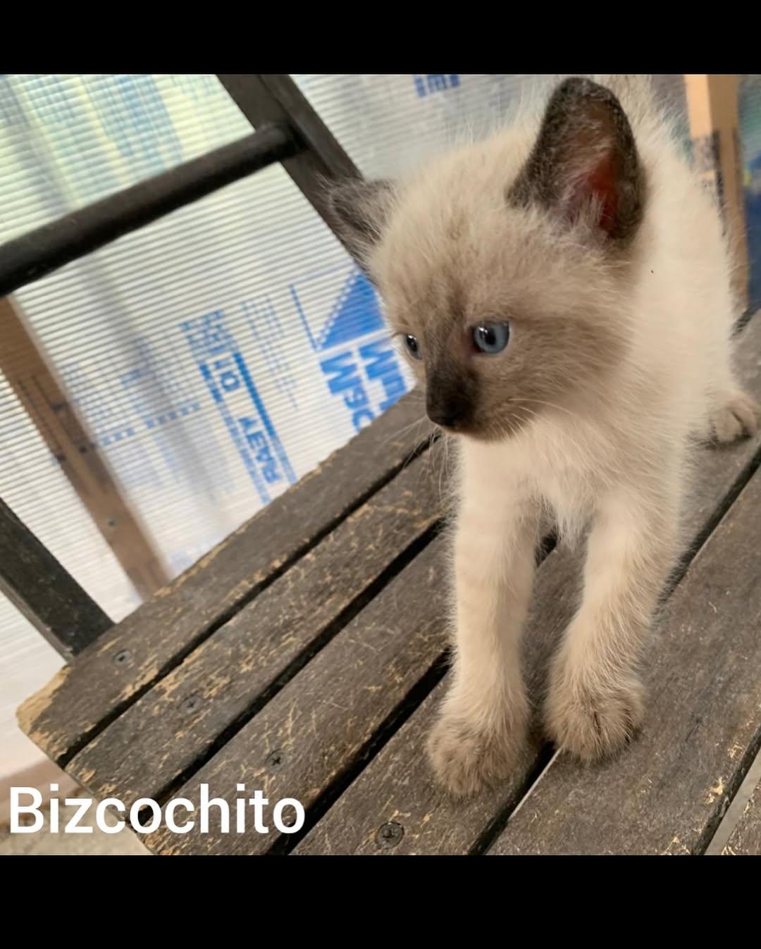 BICHIN, BIZCOCHITO (7/7)