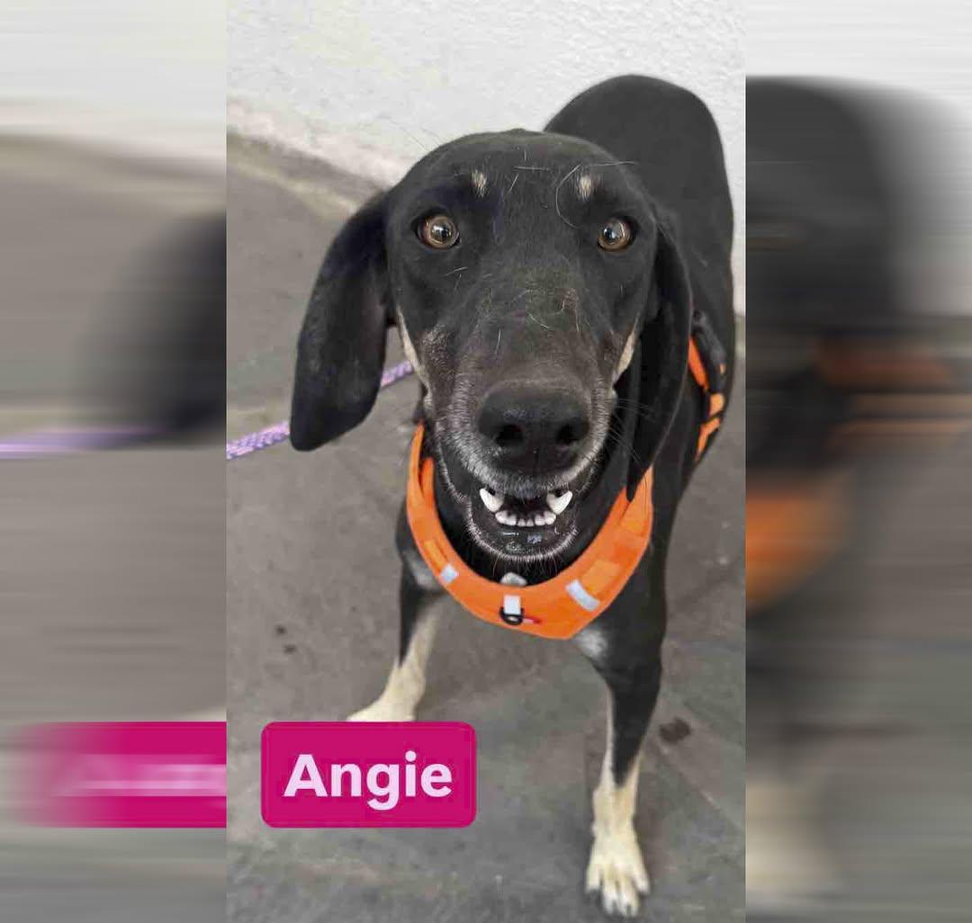 Angie