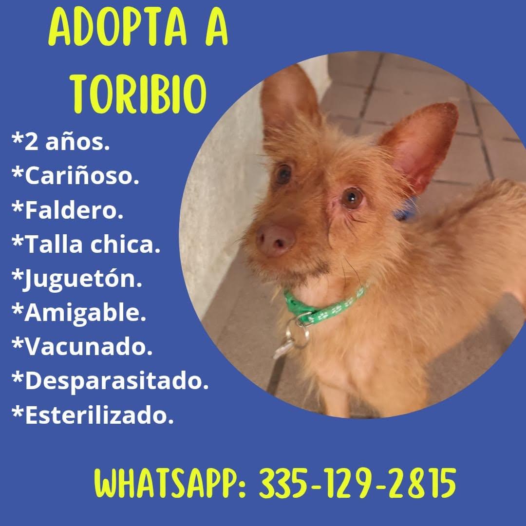 Toribio