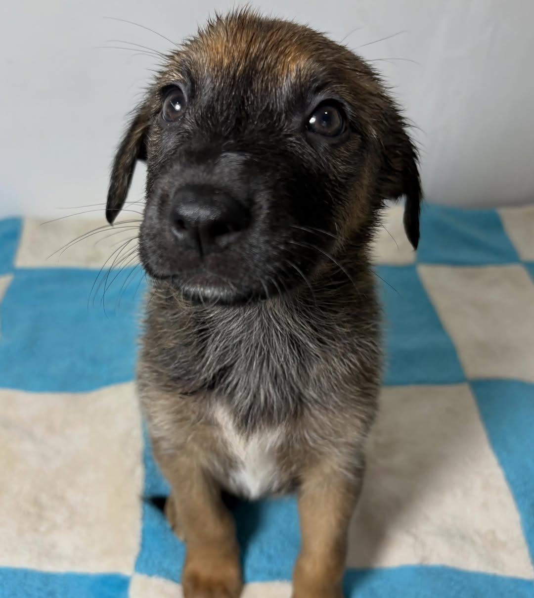 BELLOTA (8/10)