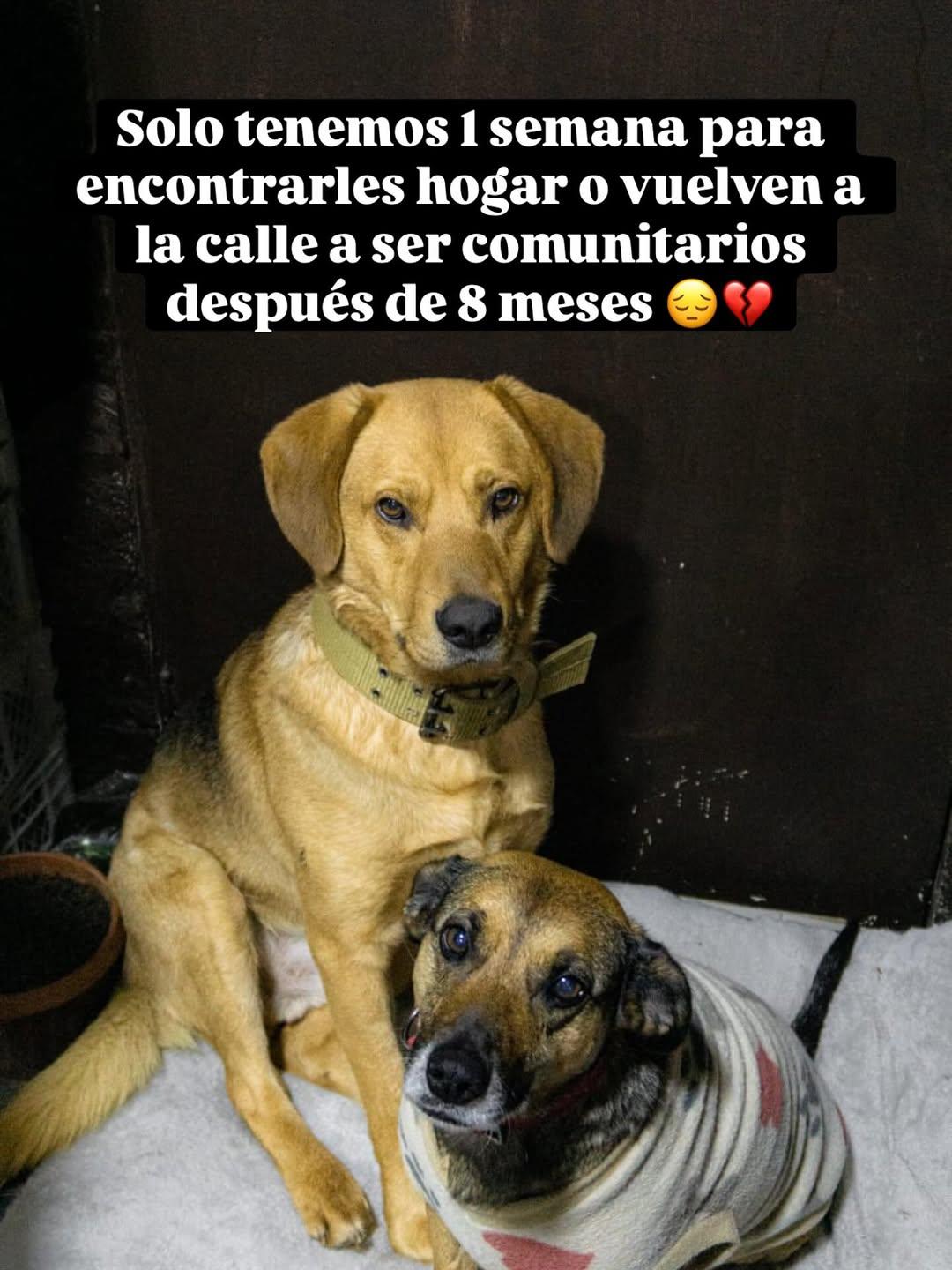 Oliver, Rosita