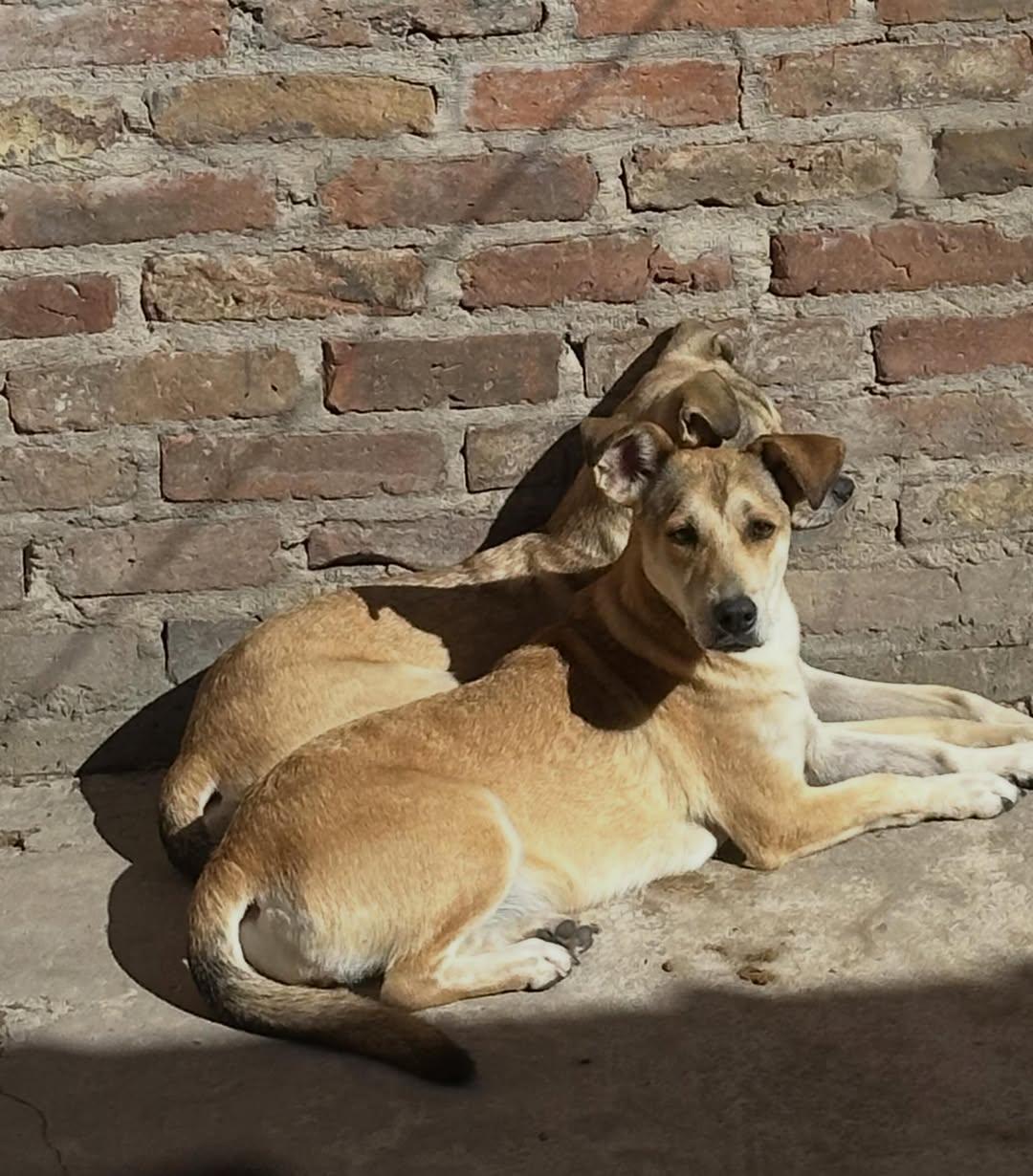 Flaca, Enana (5/5)