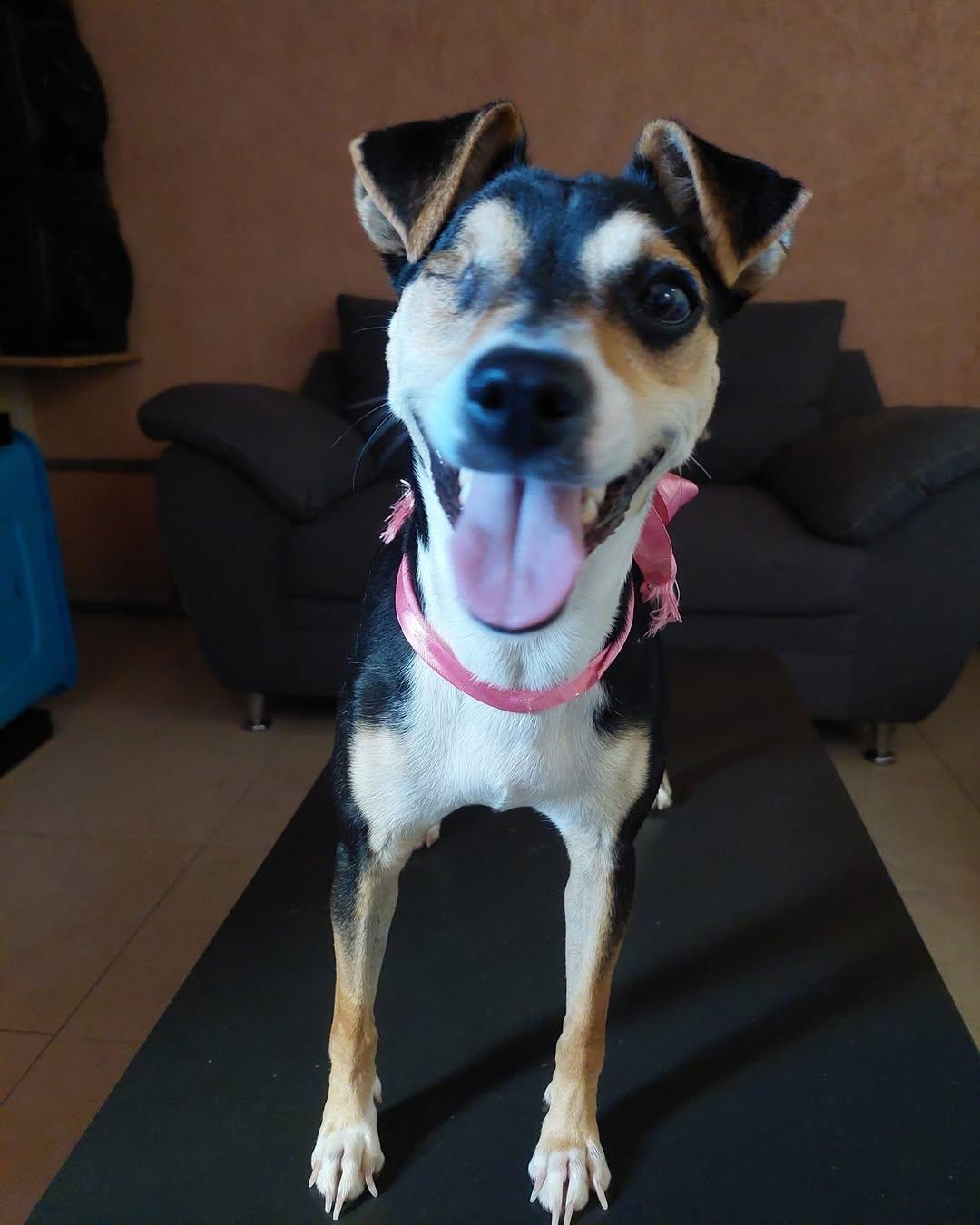 Pita