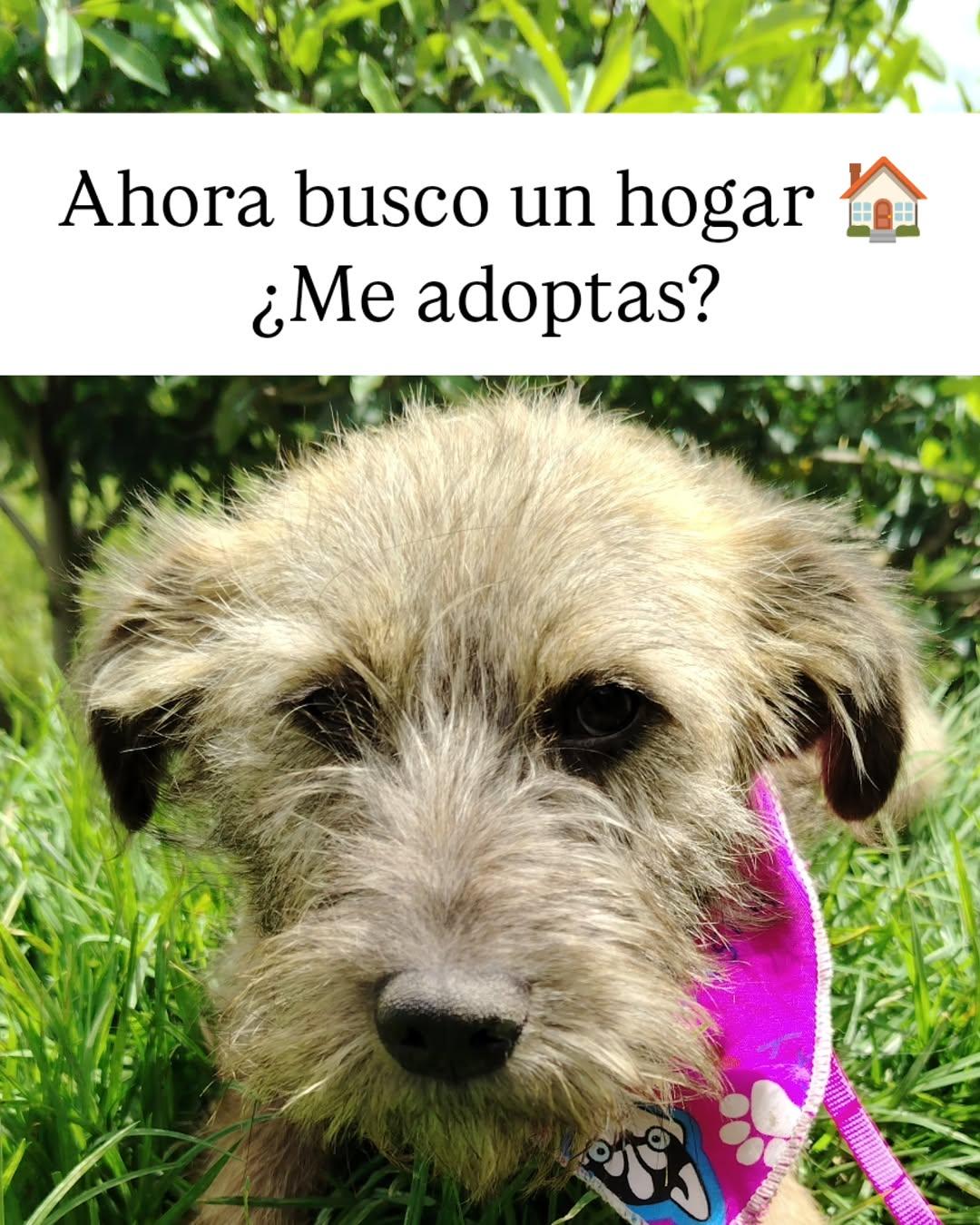 Rosita (7/7)