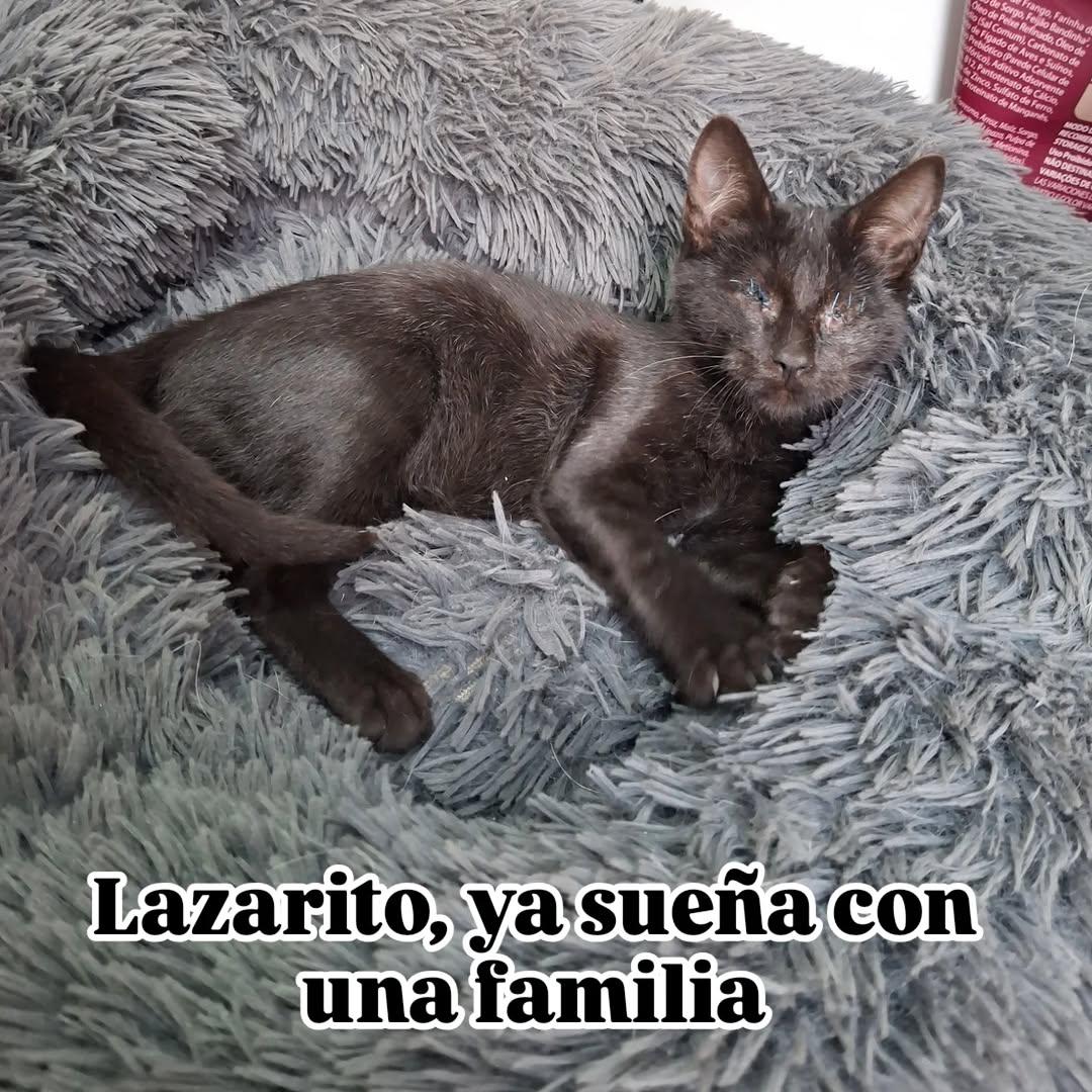 Lazarito