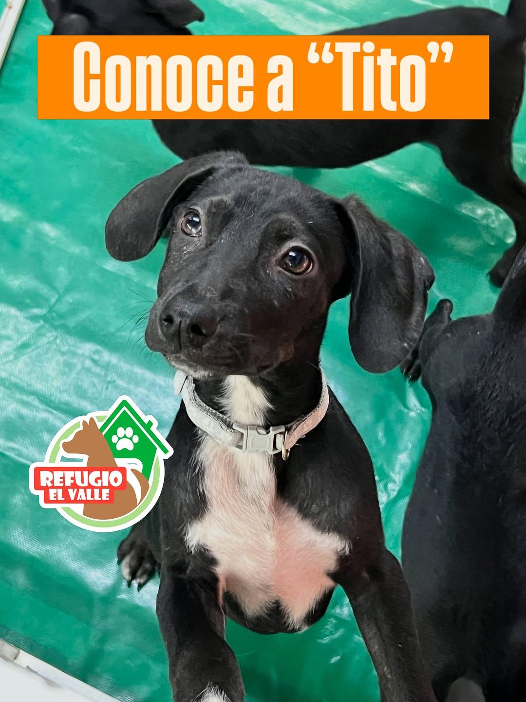 Tito (1/2)