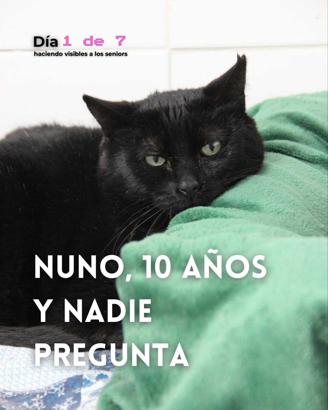 Nuno (1/5)