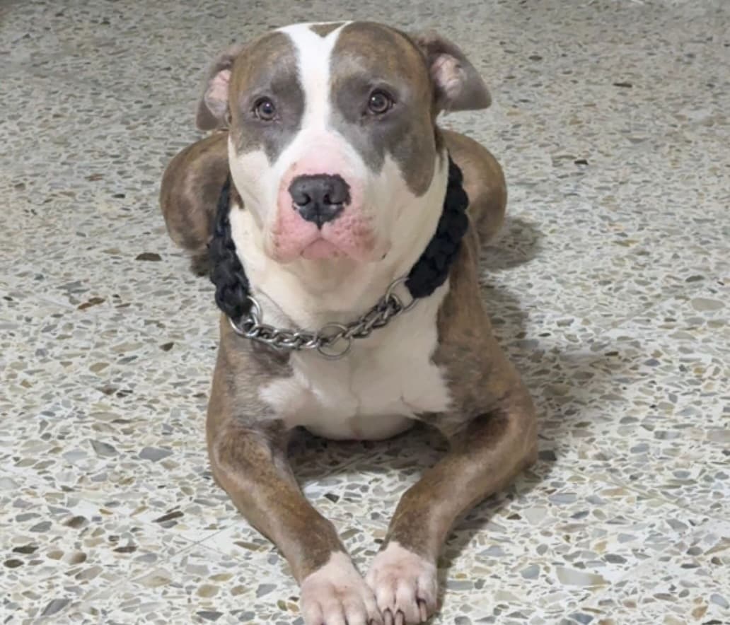 bruno (1/2)
