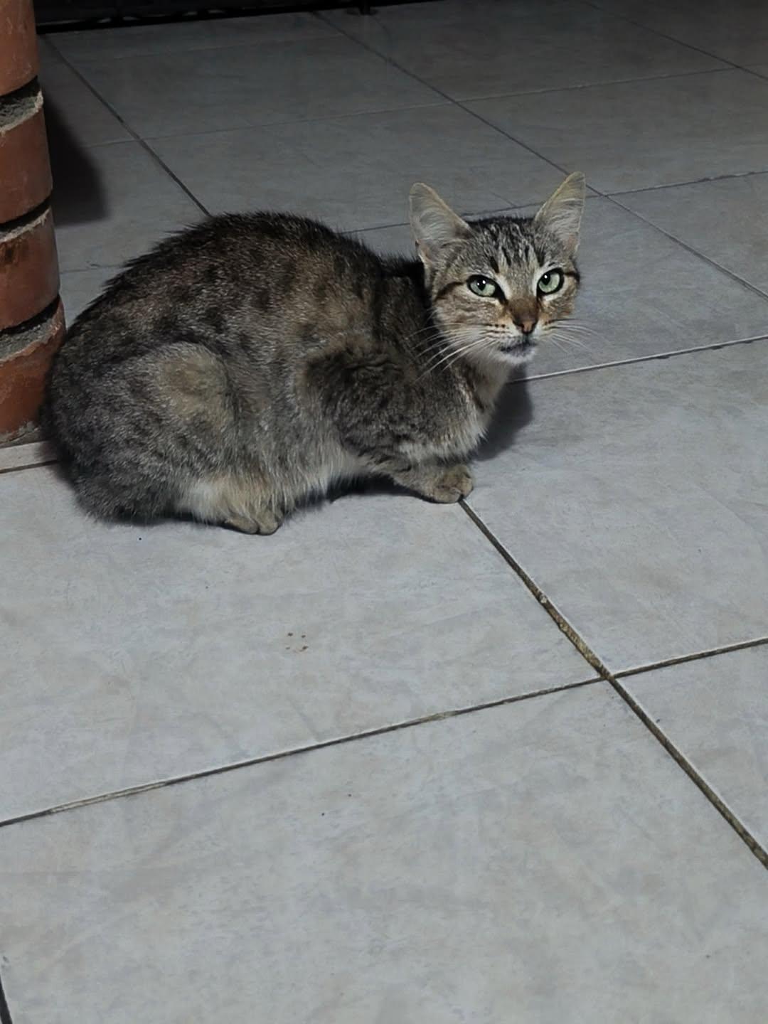 Violeta, Tigrilla, Pandora (4/10)