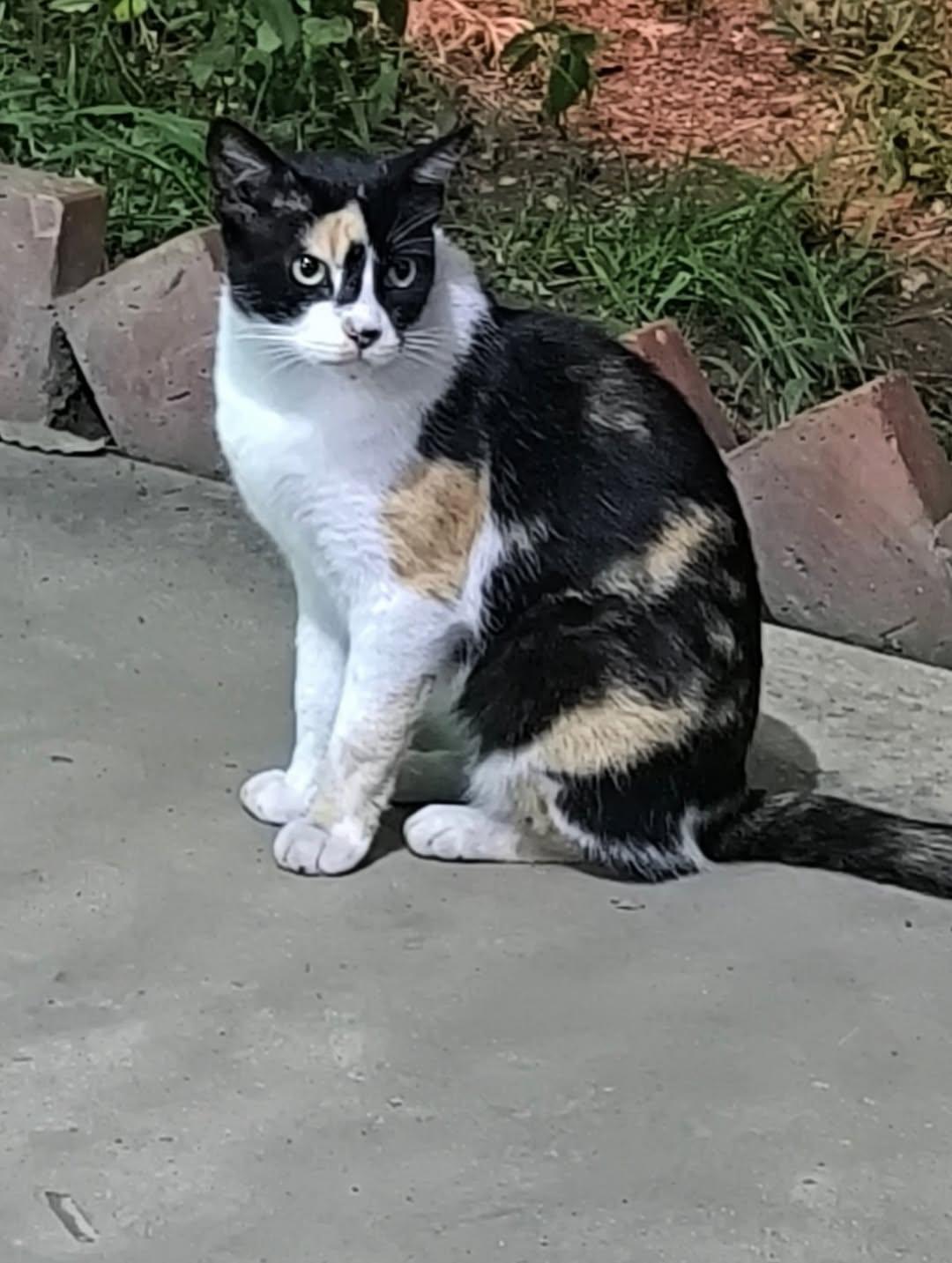 Violeta, Tigrilla, Pandora (5/10)