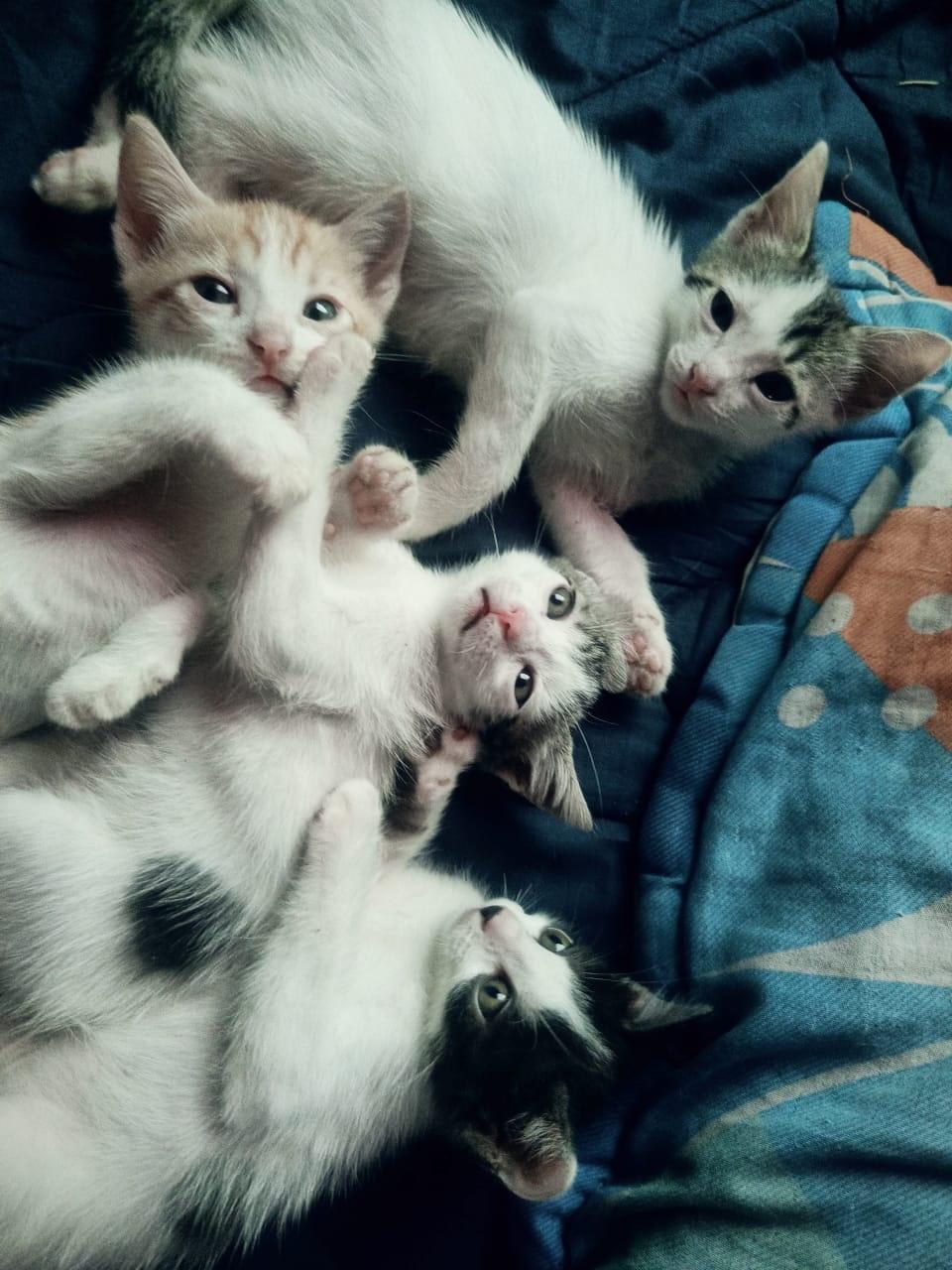 Violeta, Tigrilla, Pandora (10/10)