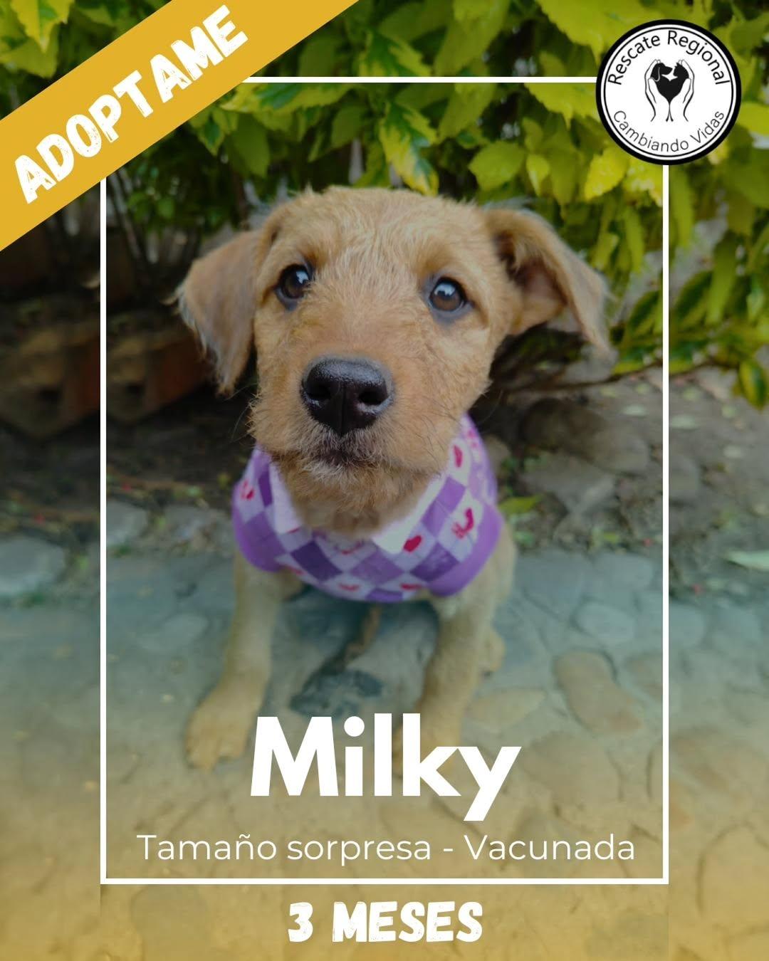 Milky, Paty (1/5)