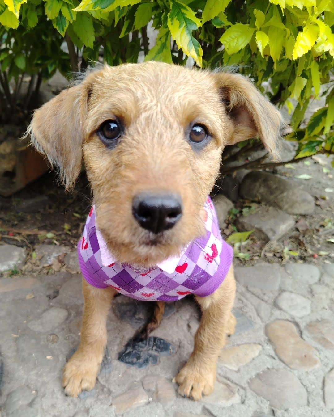 Milky, Paty (4/5)