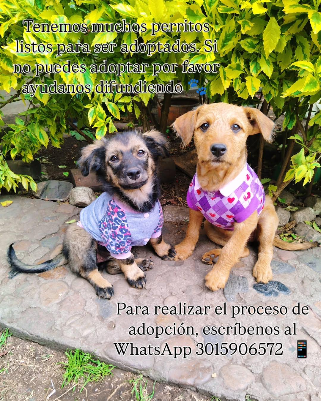 Milky, Paty (5/5)