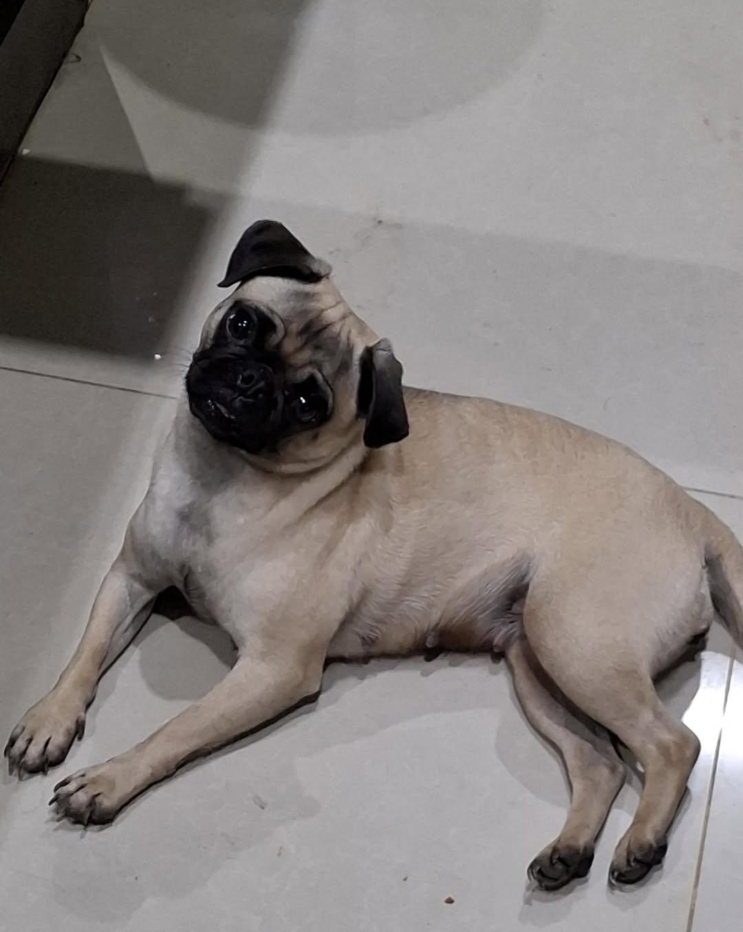 Lila (3/3)
