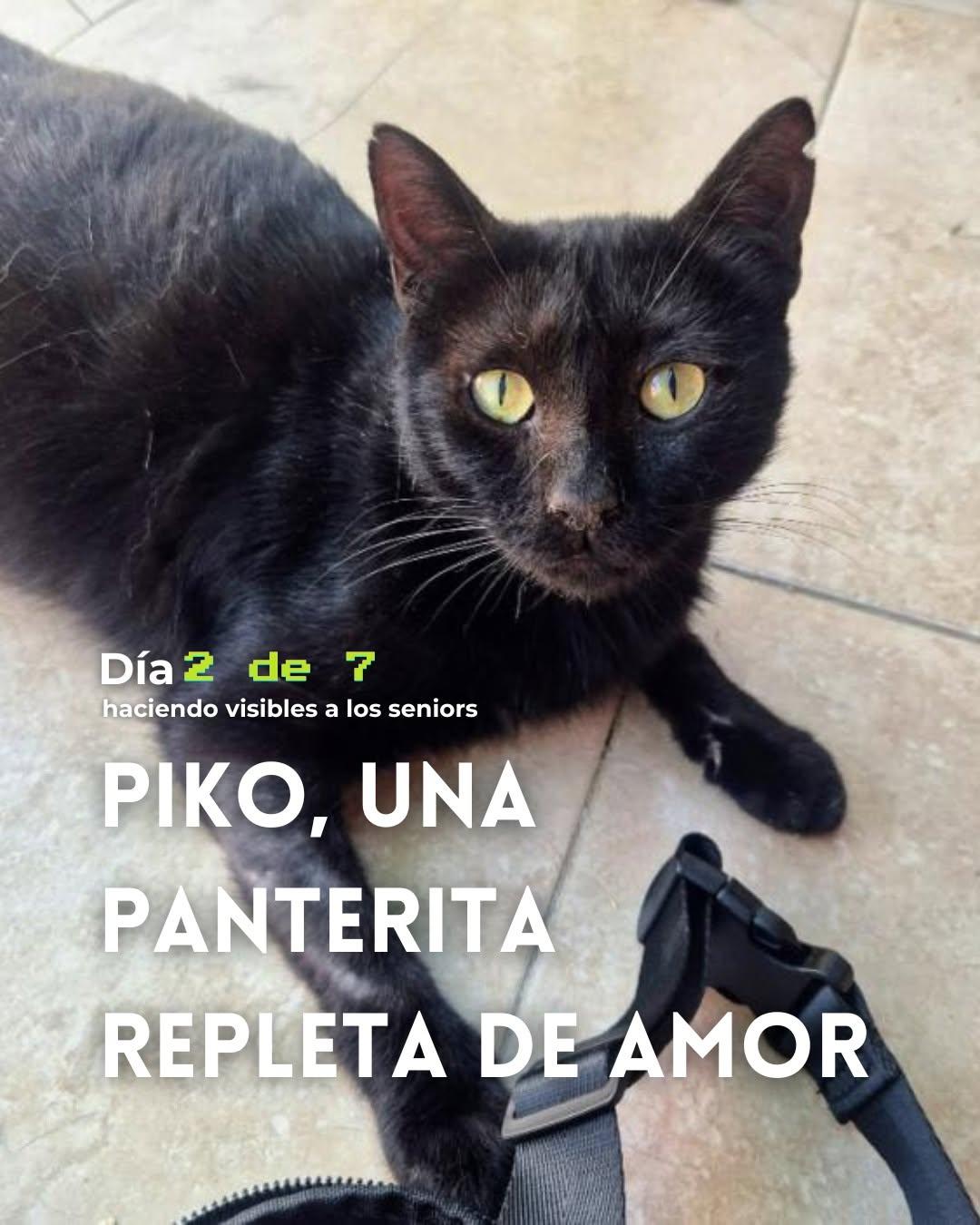 Piko (1/4)