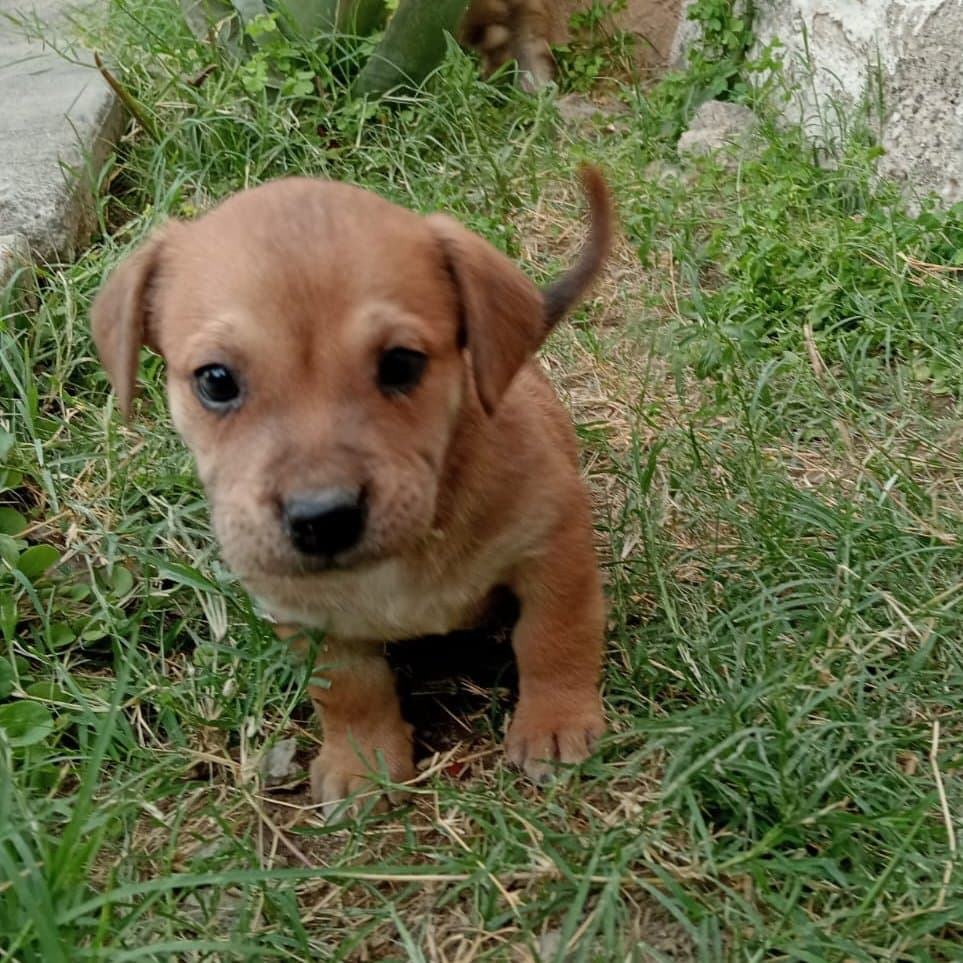 Precho, Chaparrito (2/2)
