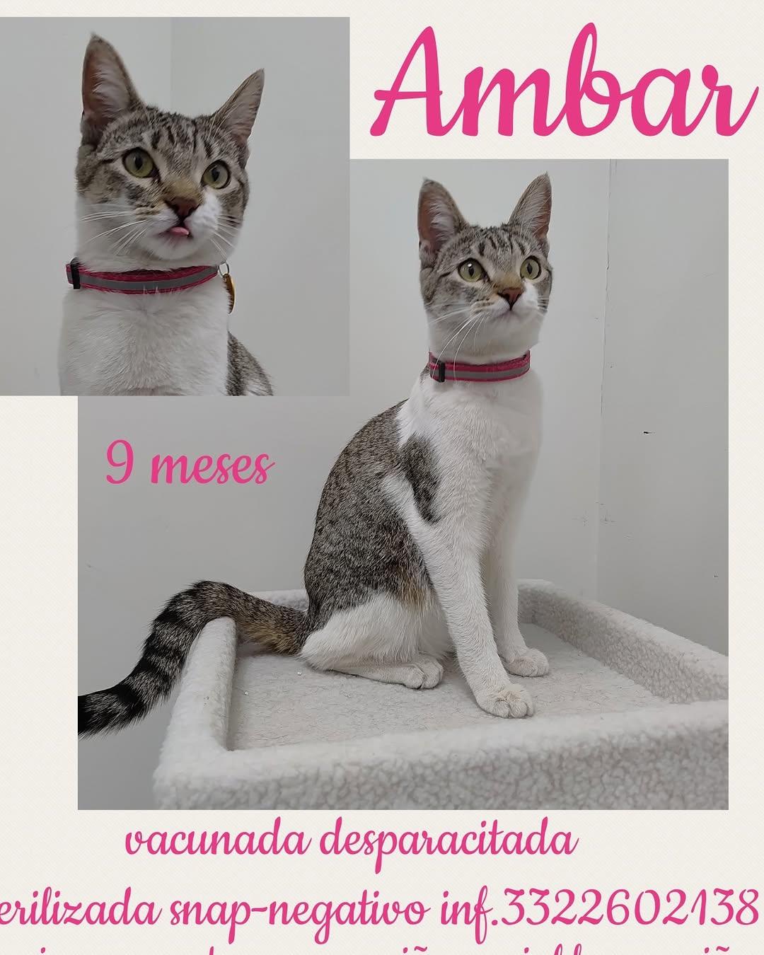 Ambar