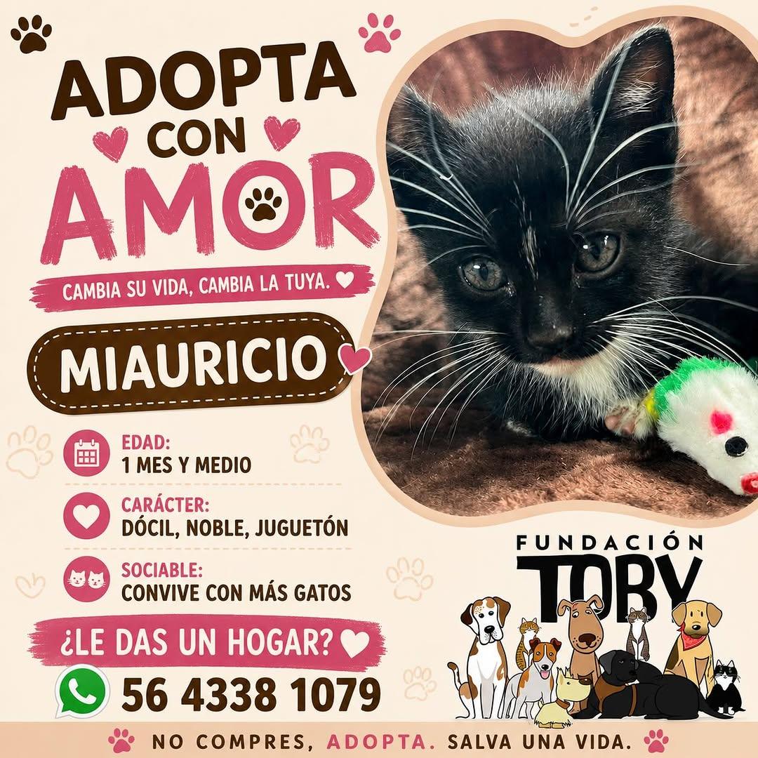 Miauricio
