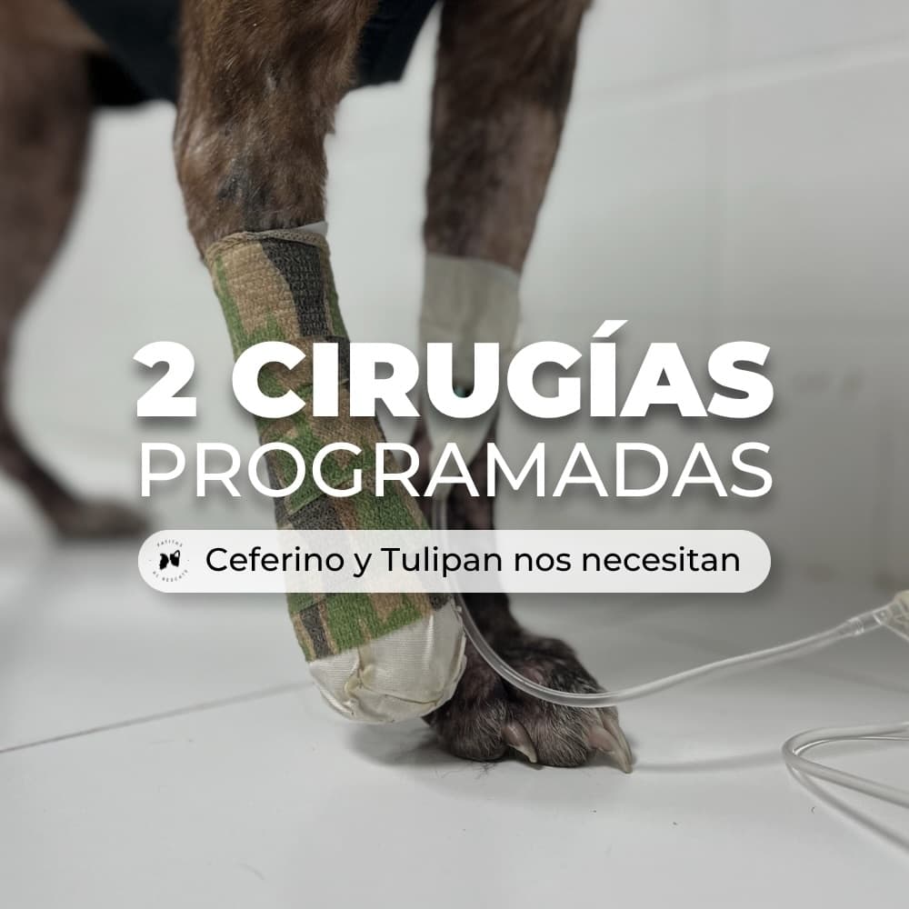 Ceferino, Tulipán (1/4)