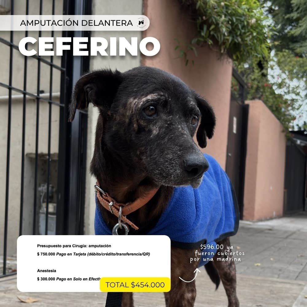 Ceferino, Tulipán (2/4)
