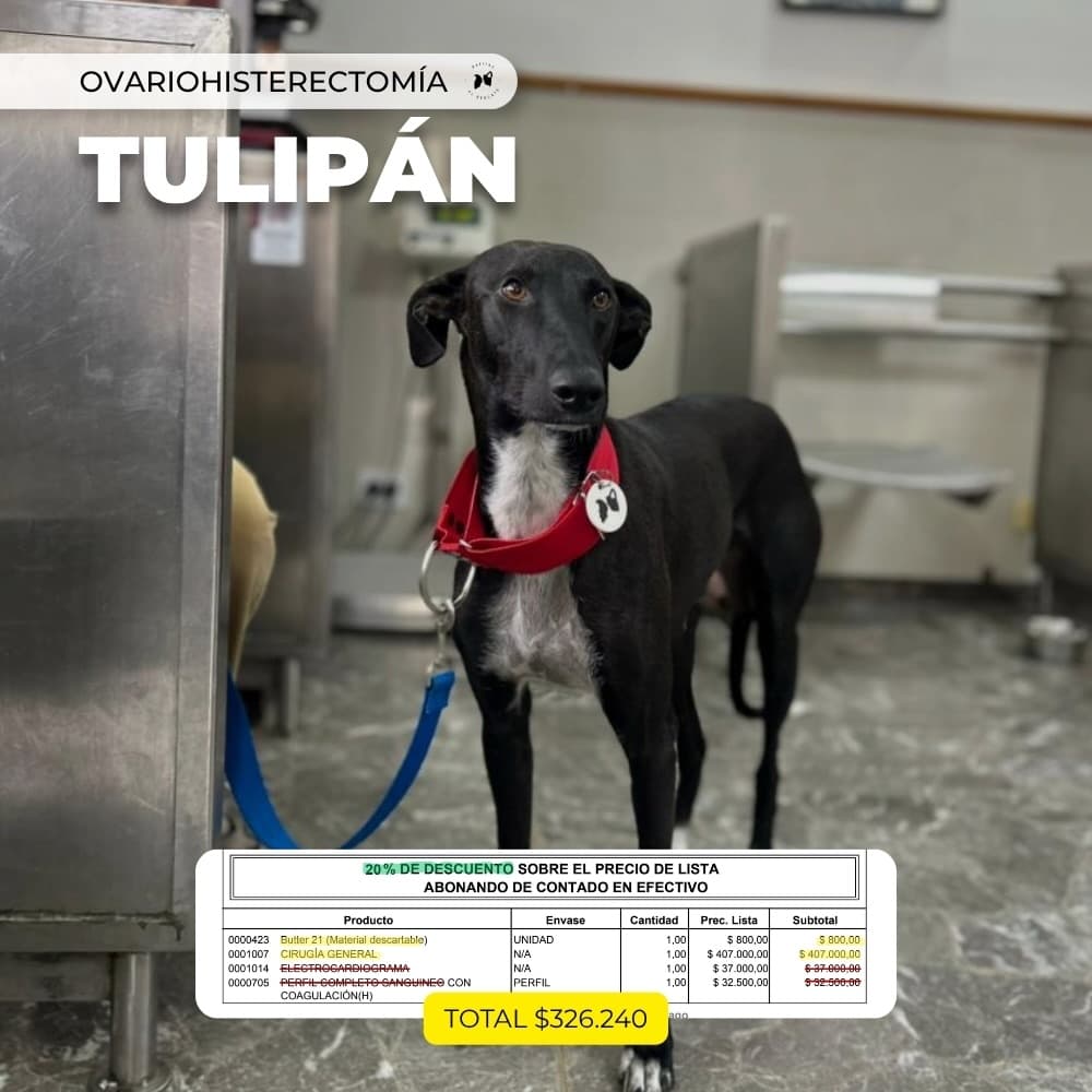 Ceferino, Tulipán (3/4)