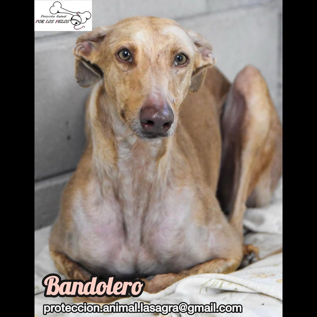Bandolero (1/11)