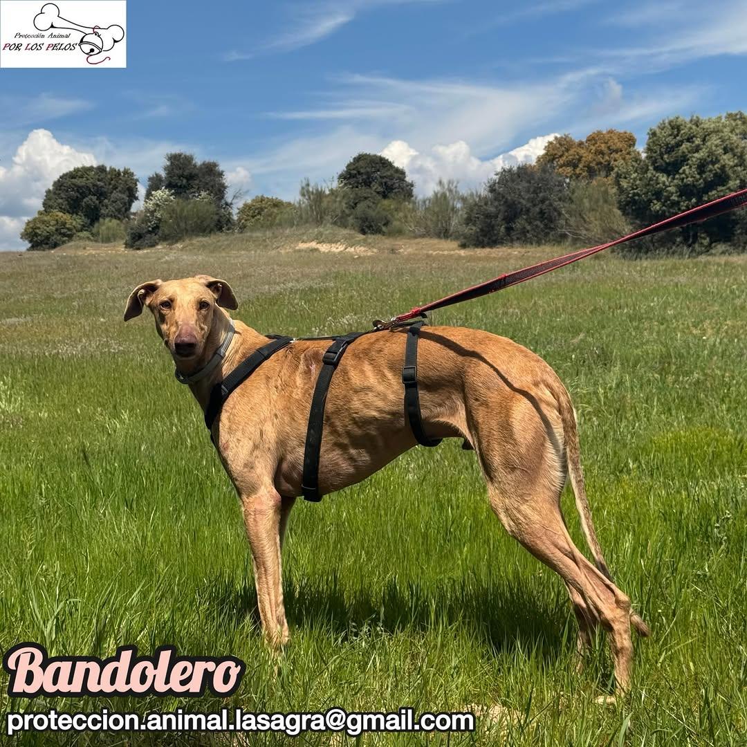 Bandolero (11/11)