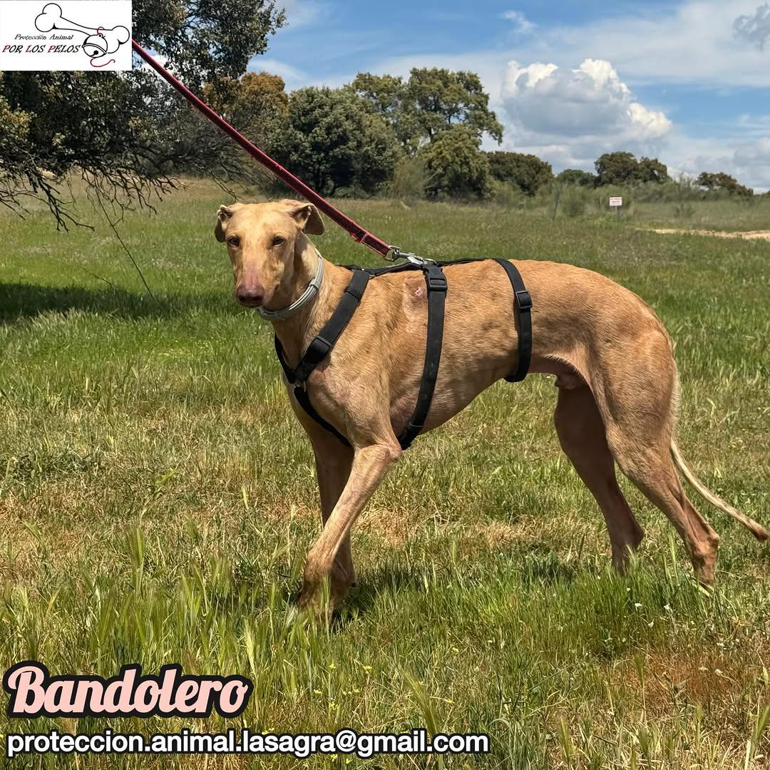 Bandolero (3/11)