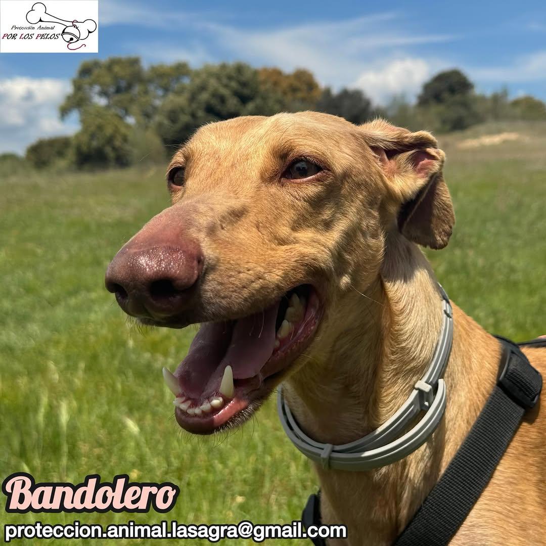 Bandolero (4/11)