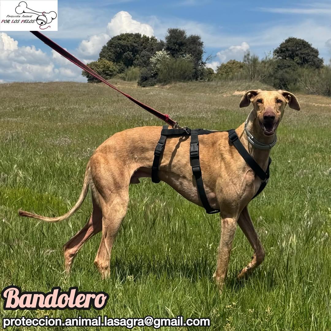 Bandolero (5/11)