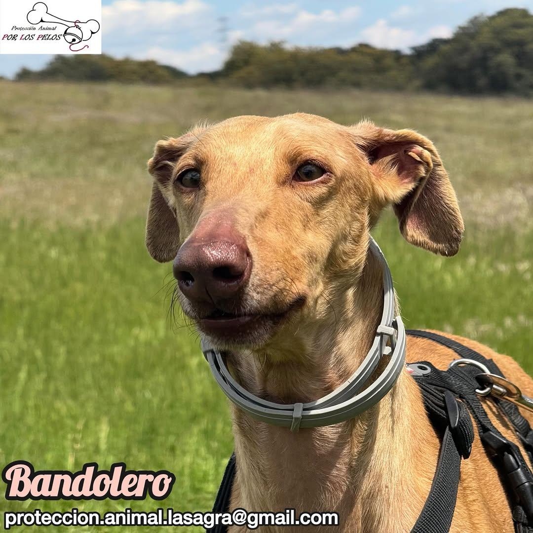 Bandolero (6/11)