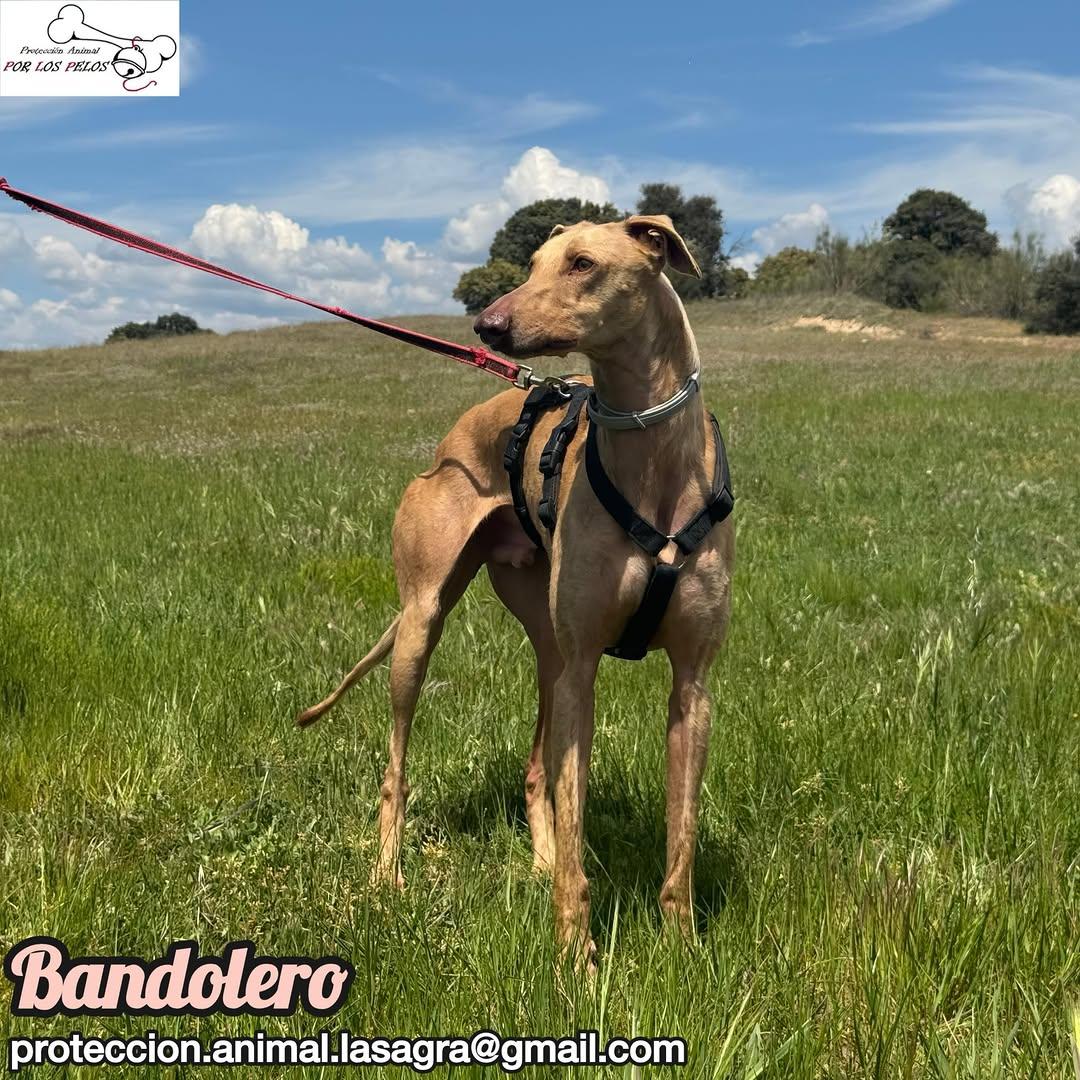 Bandolero (7/11)