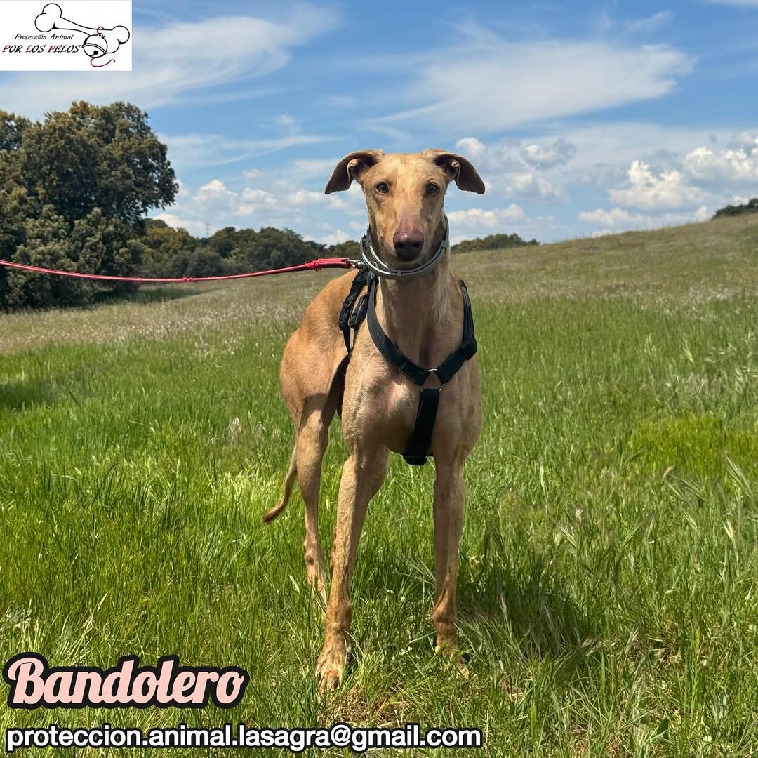 Bandolero (8/11)