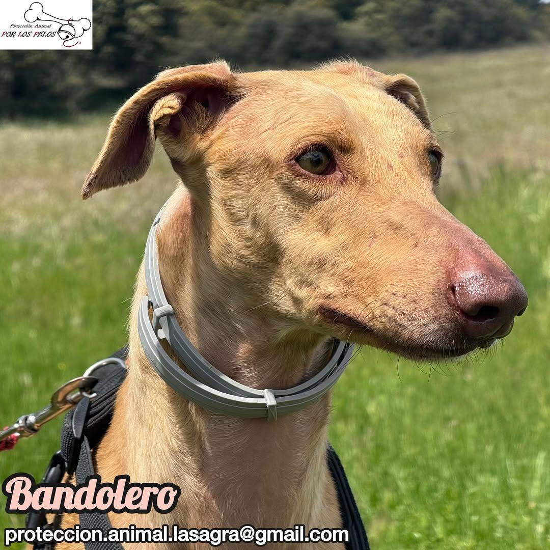 Bandolero (9/11)