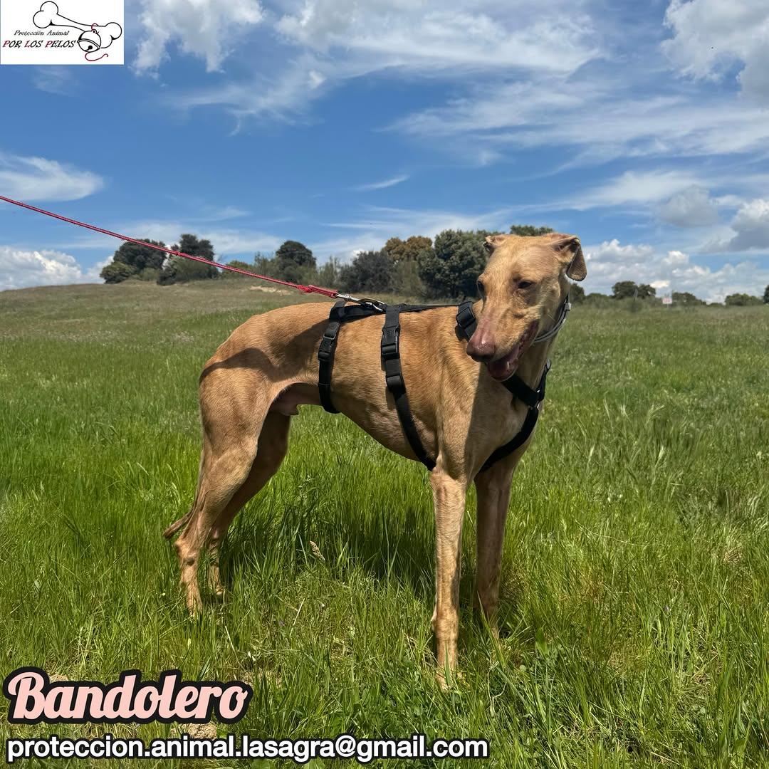 Bandolero (10/11)